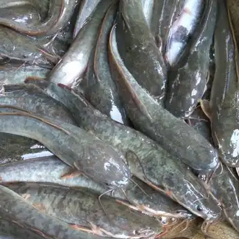 Pantas dari Muda hingga Tua Ogah Makan Ikan Lele dan Mujaer, Ternyata Ini Bahaya Masak Ikan yang Makan Kotorannya Sendiri