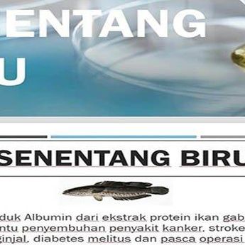 Sintang Akan Bangun Tempat Produksi Pengolahan Ikan Gabus Penghasil Albumin