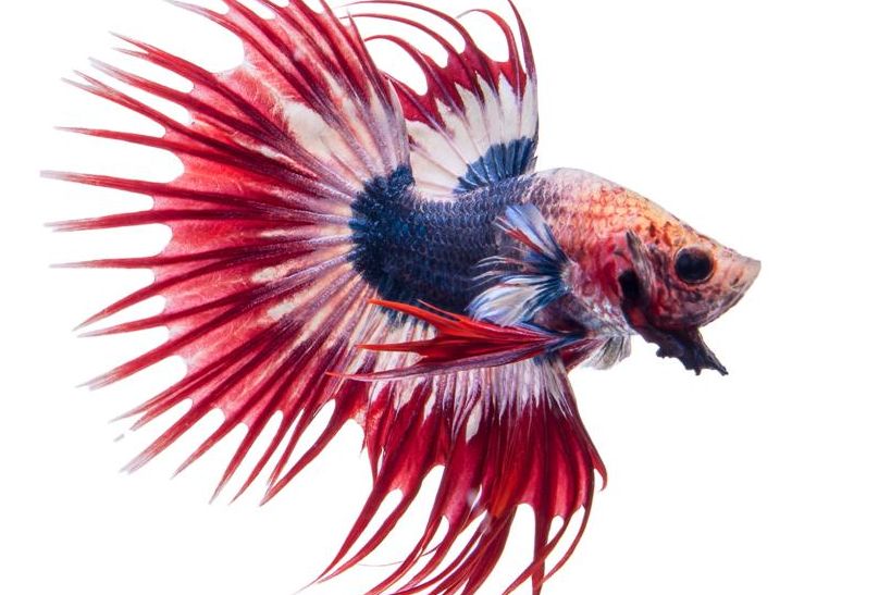 ✓ Cara Merawat Telur Ikan Cupang Yang Baru Menetas ✓ Cara Merawat Telur Ikan Cupang Yang Baru Menetas