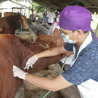 Antisipasi Terjangkit Lagi, Pemkot Surabaya Kembali Vaksin Hewan Ternak