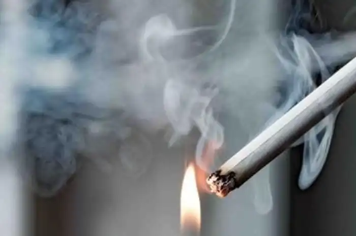 Asap Rokok Mengganggu! Ini Tanaman yang Mampu Hilangkan Racun Asap ...
