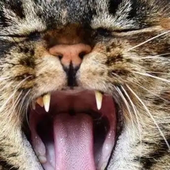 Cemas Gigi Kucing Kesayangan Copot ? Jangan Khawatir, ini Penyebabnya