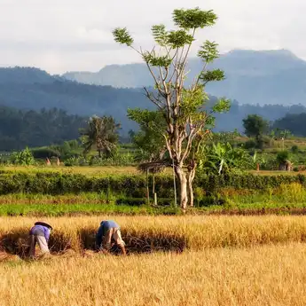 Kisah Petani di Sulsel: Produktivitas Meningkat Berkat Program Makmur Hadapi El Nino