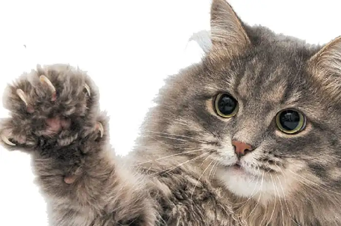 Jangan Anggap Sepele, ini Bahaya Cakaran Kucing Bagi Tubuh - Sonora.id