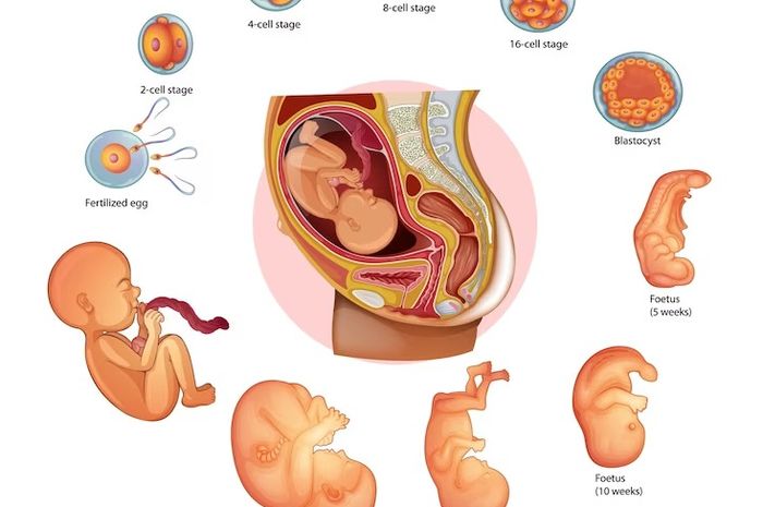 Cara Janin Dalam Rahim Ibu Memperoleh Makanan Semua Halaman Sonora Id