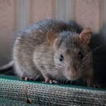 Gunakan 5 Bahan Alami Ini untuk Basmi Tikus di Rumah,Tak Perlu Racun dan Perangkap