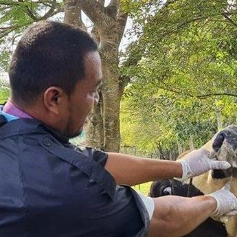 Dokter Hewan Memastikan 4 Ekor Sapi Kurban Pemprov Babel, Bebas dari  PMK   