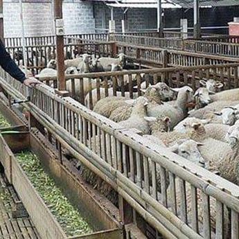 Ternak Domba, Pemuda Asal Boyolali Raup Omzet Ratusan Juta