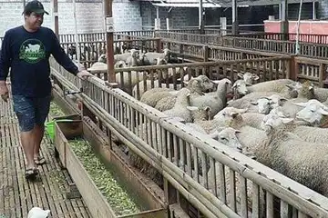 Ternak Domba, Pemuda Asal Boyolali Raup Omzet Ratusan Juta