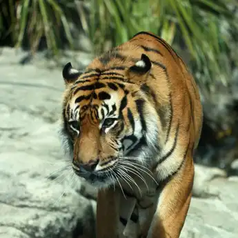 Arti Mimpi Dikejar Harimau, Ternyata Pertanda Akan Terjadi…
